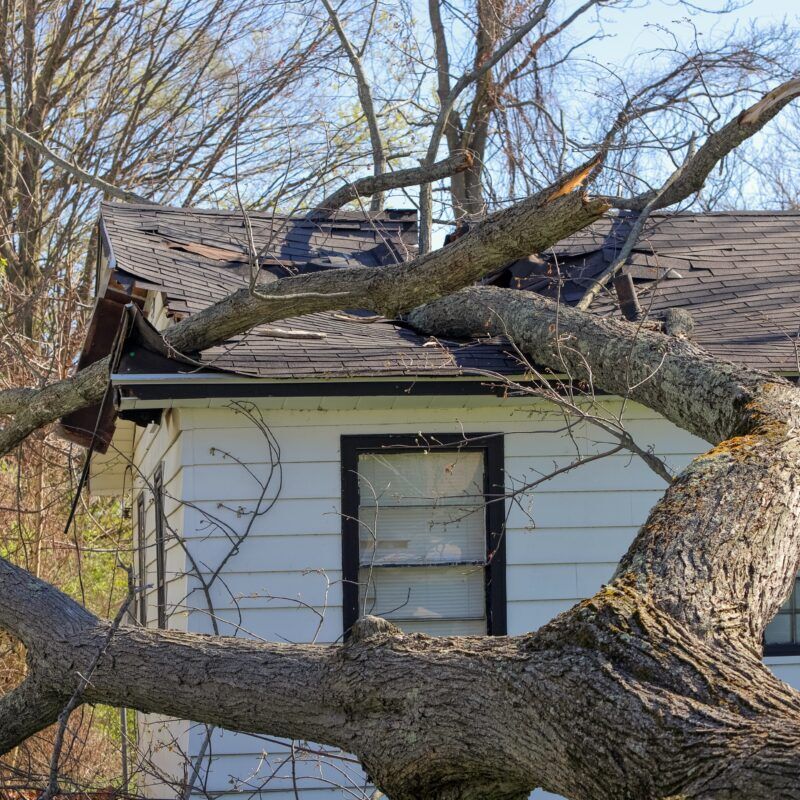 Giant tree falling over homeowner's roof, damaging it