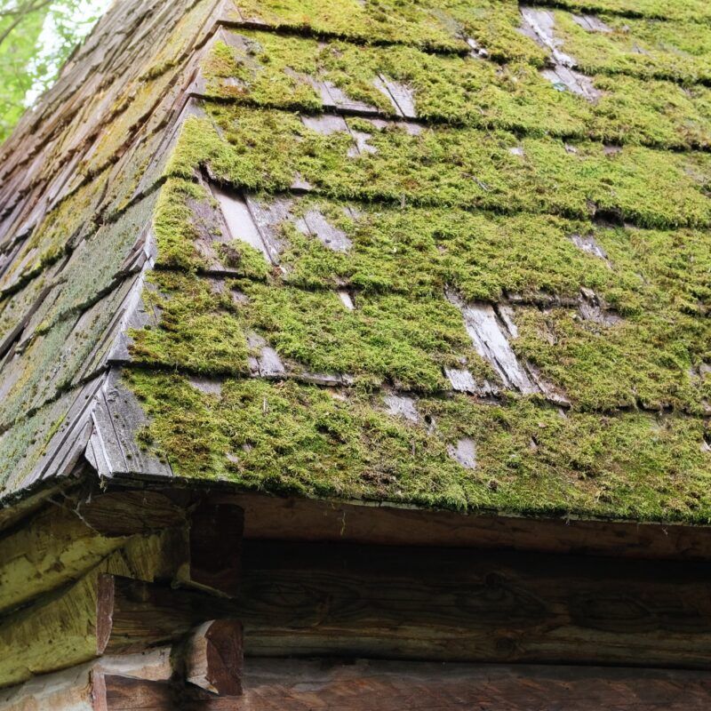 A homeowner's roof covered in moss